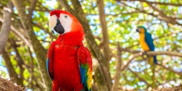 parrot island
